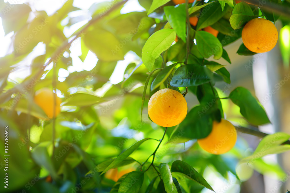 Bunch of fresh ripe oranges on a orange tree branch
