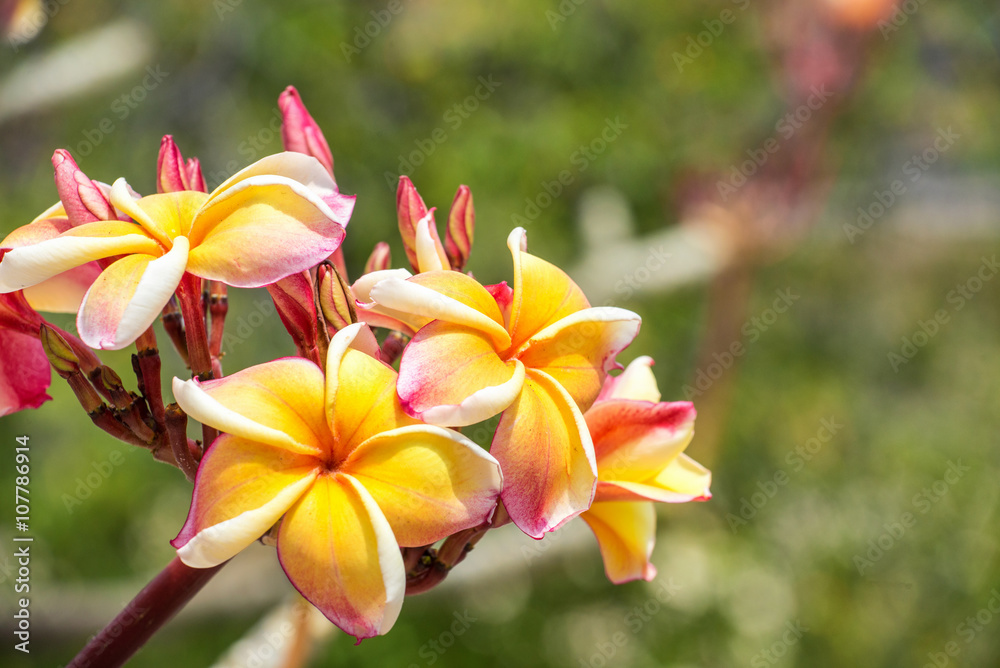 Pink and yellow plumeria on the plumeria tree, frangipani tropic Pink and yellow plumeria on the plumeria tree, frangipani tropic