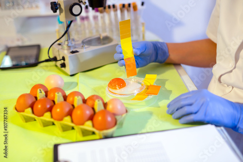 Quality control expert inspecting at chicken eggs in the laboratory