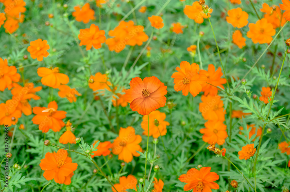 beautiful orange flowers sulphureus beautiful orange flowers sulphureus