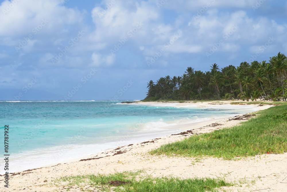 Palmen am Strand der französischen Antillen Insel Guadeloupe 