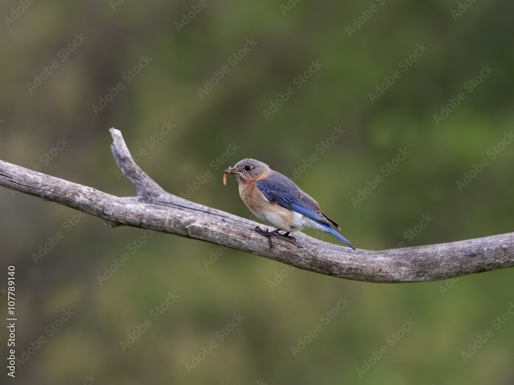 Female Eastern Bluebird