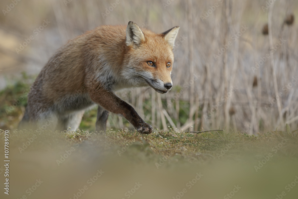 Fox at low level