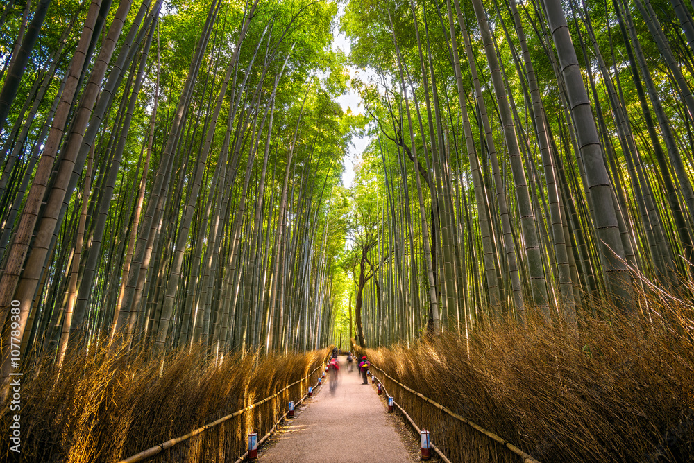 Fototapeta premium Bamboo Forest in Arashiyama, Kyoto.