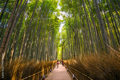 Fototapeta Naklejka Na Ścianę i Meble -  Bamboo Forest in Arashiyama, Kyoto.