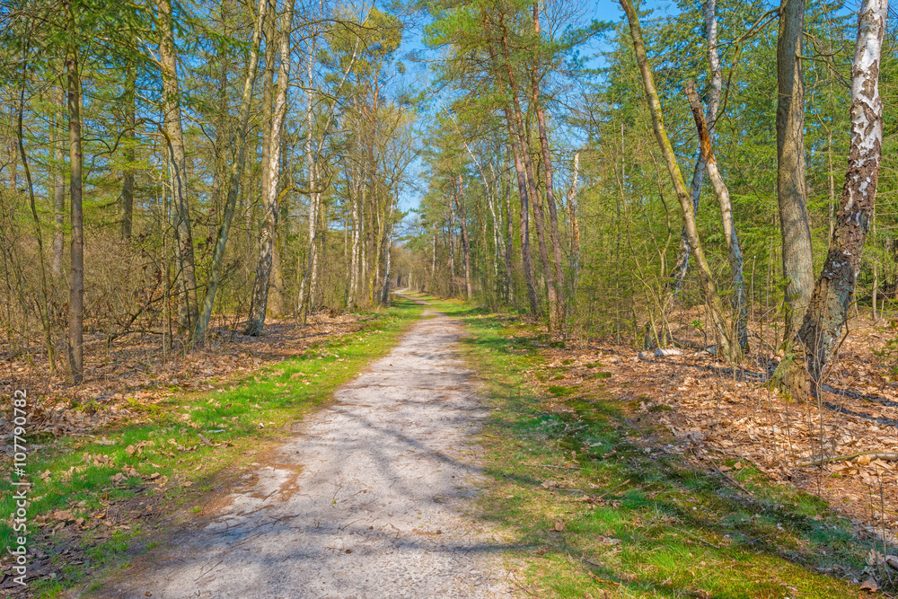 Path through a sunny forest in spring Path through a sunny forest in spring