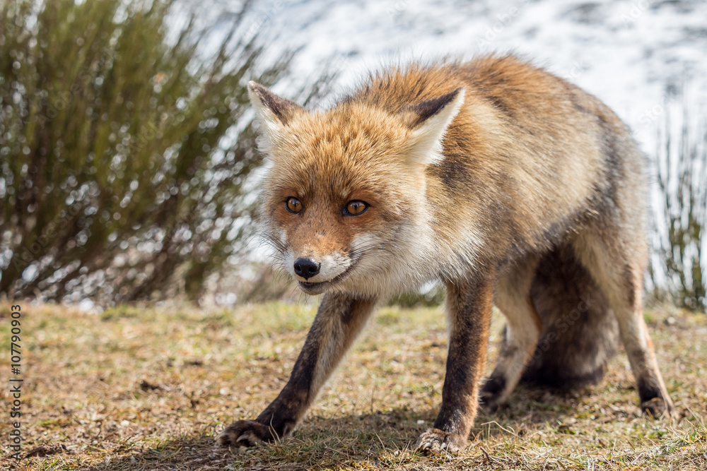 Fototapeta premium Red fox (Vulpes vulpes) caught in the act