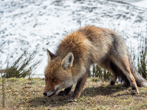 Red fox (Vulpes vulpes) ready to hunt