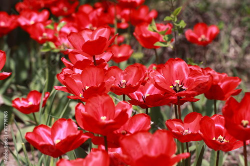 A number of blossoming red tulips