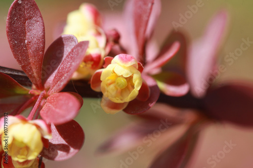 Vászonkép Small decorative flowers barberry