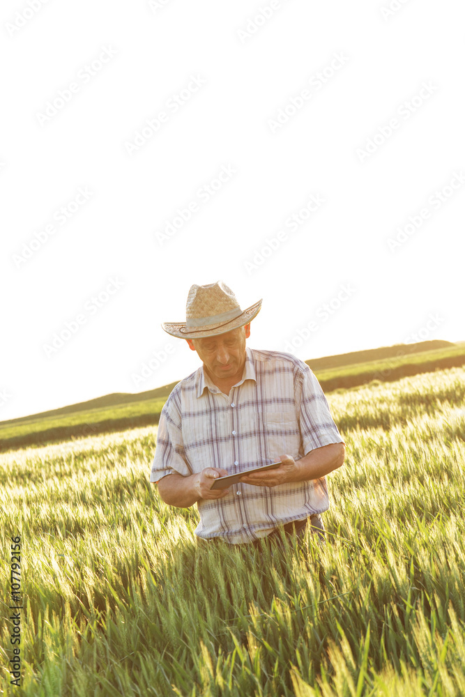 Farmer standing in a wheat field and looking at tablet