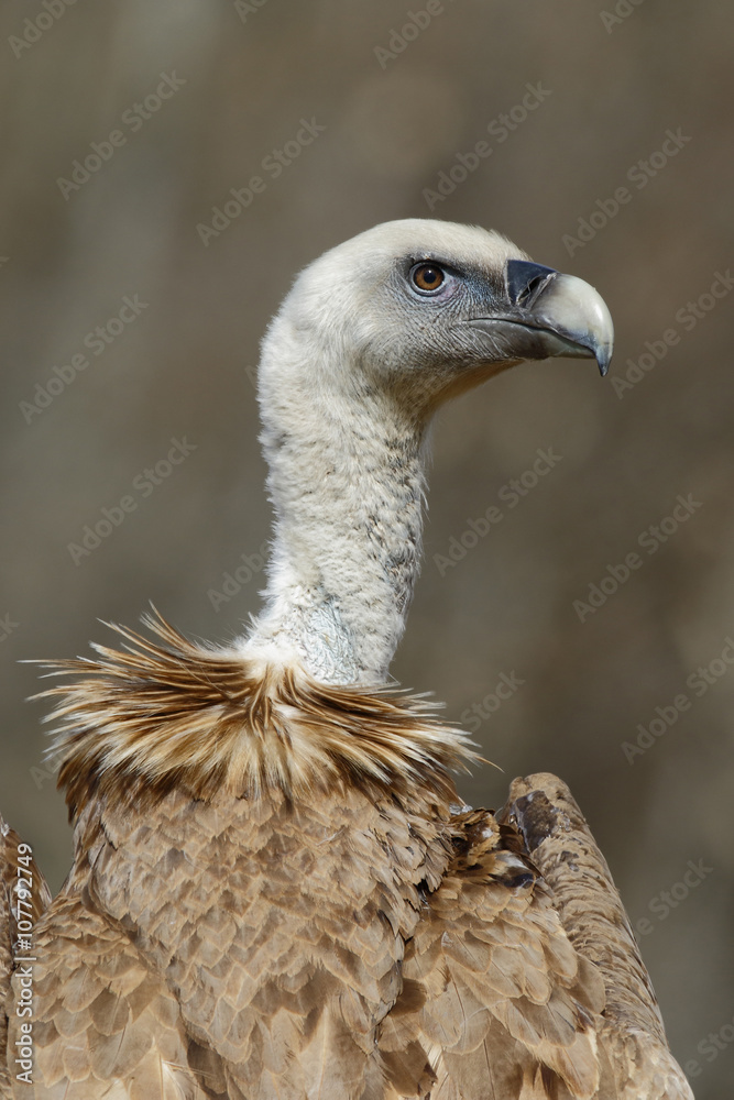 Griffon vulture (Gyps fulvus), portrait Griffon vulture (Gyps fulvus), portrait