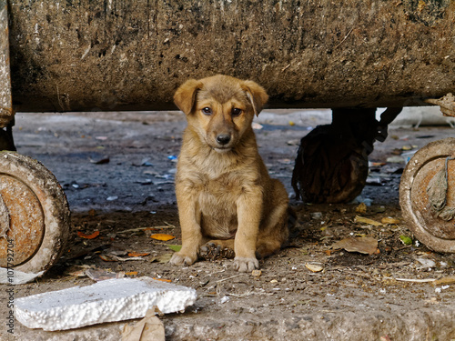 Dog puppy living under a garbage container.
A young dog living under a garbage container in the Indian capital Delhi.
