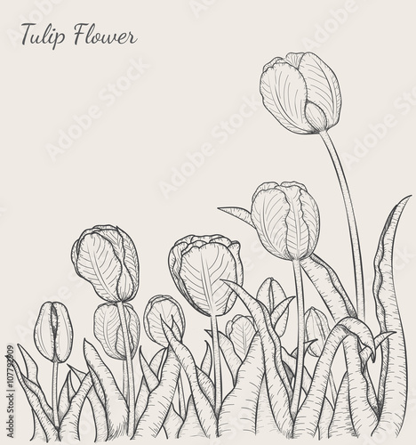 Tulip flower by hand drawing