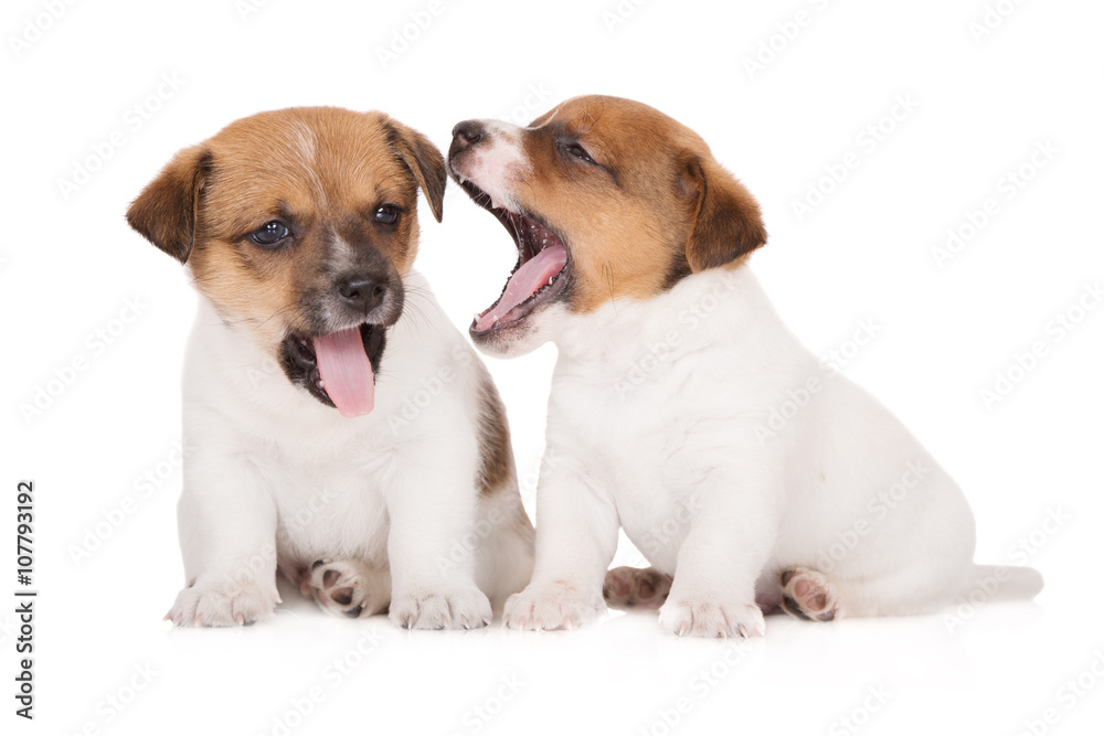 two jack russell terrier puppies yawn