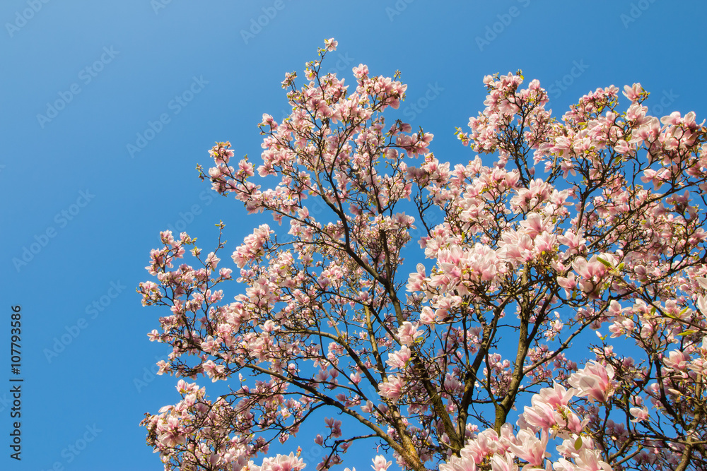 Magnolienblüten unter blauem Himmel im Frühling Magnolienblüten unter blauem Himmel im Frühling
