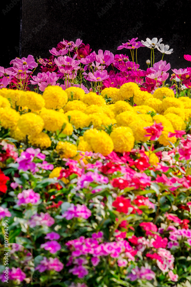 Flowers in the garden on summer. /Landscaped flower garden with lots of colorful blooms on summer.
Flowers in the garden on summer. /Landscaped flower garden with lots of colorful blooms on summer.