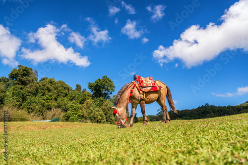 brown horse eating grazing in grass field