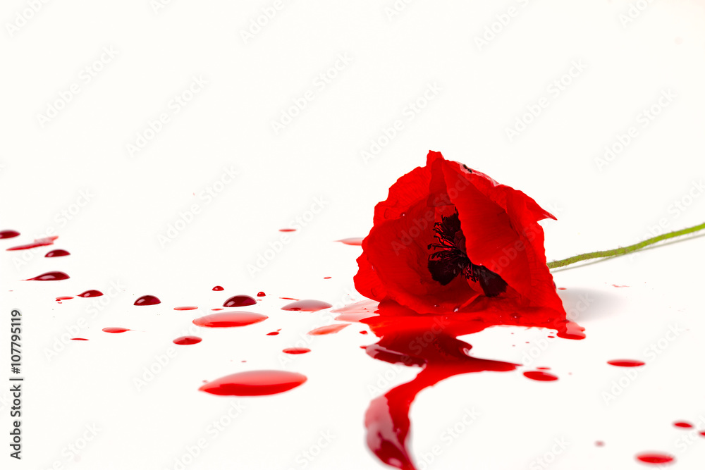Fototapeta premium isolate poppy with blood on white background 