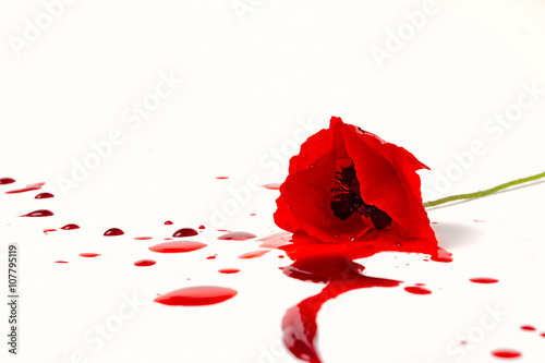 Fototapeta Naklejka Na Ścianę i Meble -  isolate poppy with blood on white background 