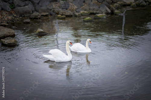 Swan on the Lake