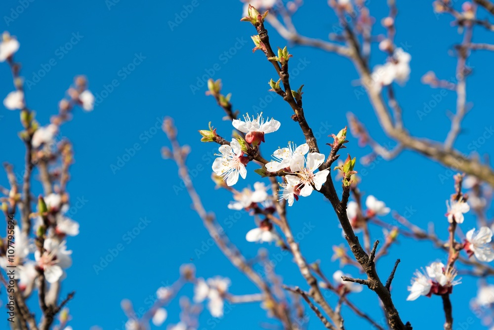 Branch of the apricot tree with white flowers in spring against blue sky Branch of the apricot tree with white flowers in spring against blue sky