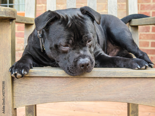 Staffordshire bull terrier, black brindle, 8 month puppy, lying on a wooden chair, slightly curled up, looking away focused on something that has caught his eye. © Christine Bird