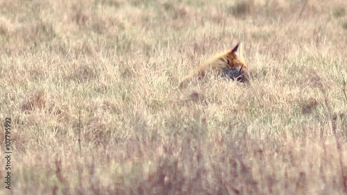 Beautiful fox in the wilderness in Full HD. Fox looking for food. Wild life of Europe. photo