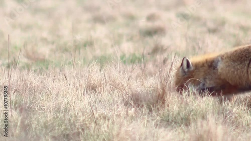 Beautiful fox in the wilderness in Full HD. Fox looking for food. Wild life of Europe. photo