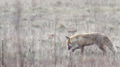 Beautiful fox in the wilderness in Full HD. Fox looking for food. Wild life of Europe. photo