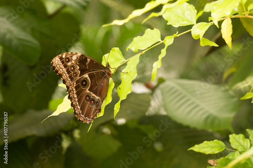 brown owl butterfly with vivid red dots sitting on a green leaves in tropical garden photo