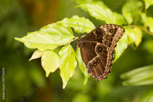 Blue Morpho peleides butterfly on green leaf in tropical habitat with forest vegetation photo