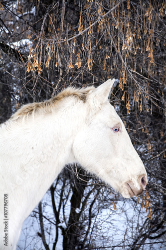 old white horse at winter time in the trees