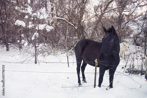 black horse in winter time with snow on trees