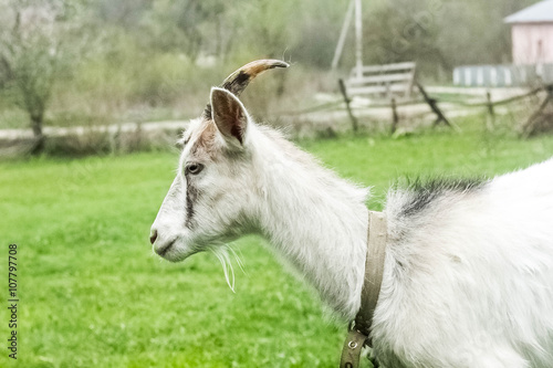 goat © yuliiakas