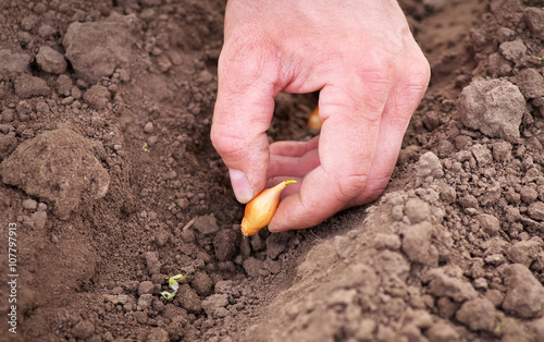 Man planting onion in the vegetable garden. Close up planting on