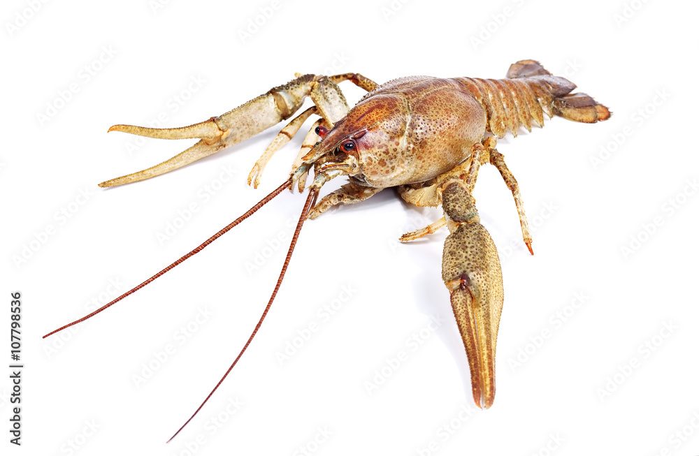 Crayfish on a white background. Crayfish isolated on white Crayfish on a white background. Crayfish isolated on white