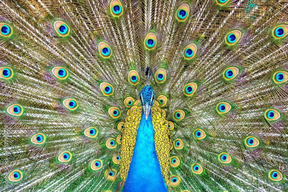 Obraz premium Portrait of beautiful peacock with it feathers out