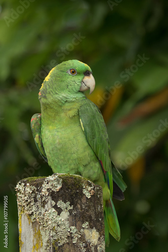 Yellow-naped Parrot