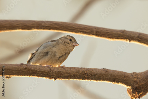 Funny sparrow looks surpriced sitting on a branch photo