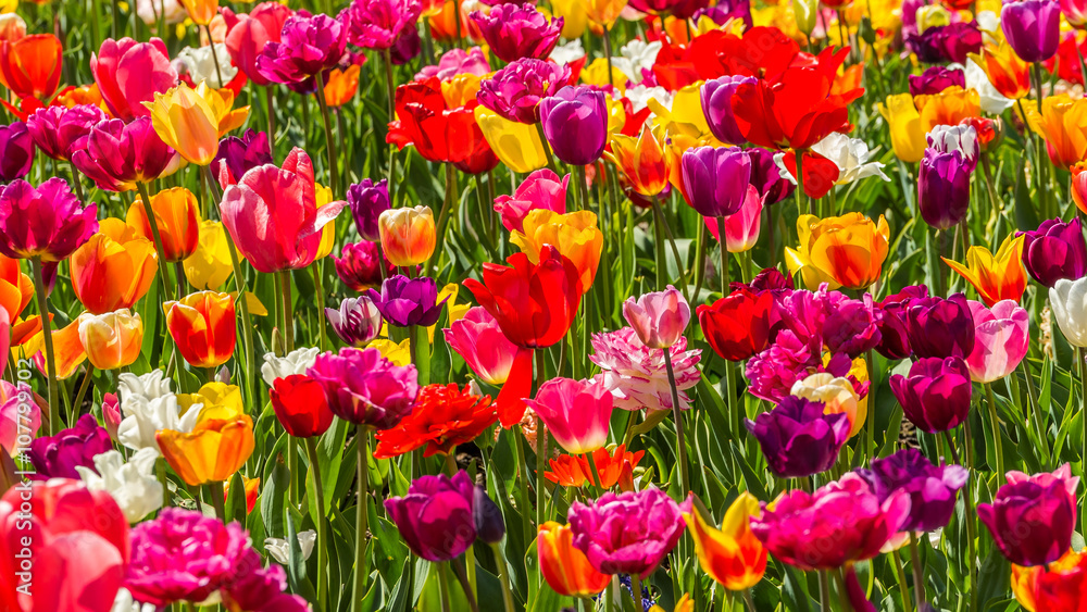 Beautiful tulips in the spring. Bright colors of natural flowers. SKAGIT VALLEY TULIP FESTIVAL Beautiful tulips in the spring. Bright colors of natural flowers. SKAGIT VALLEY TULIP FESTIVAL