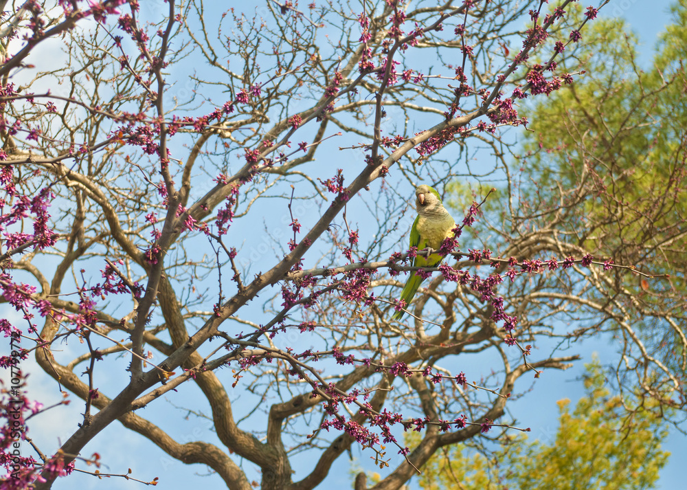 green parrot sitting on blooming tree on sunny day green parrot sitting on blooming tree on sunny day