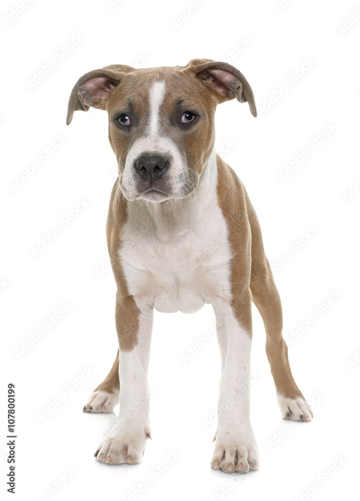 puppy american staffordshire terrier