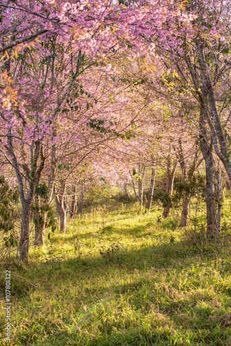 Himalayan Cherry Blossom , also call sakura in Thailand