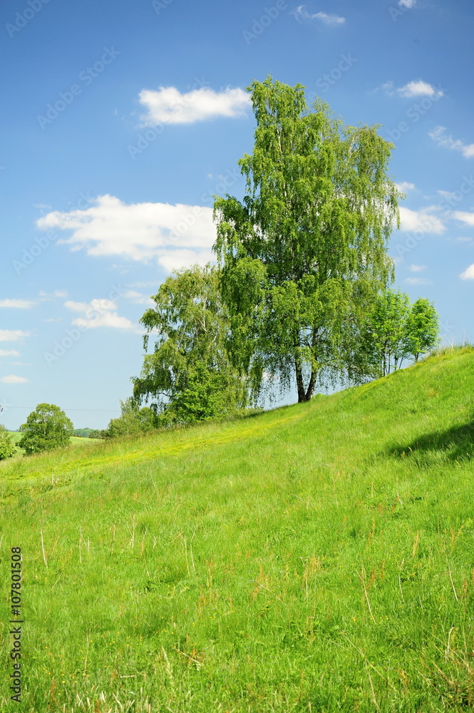 Fototapeta premium Birch in the field