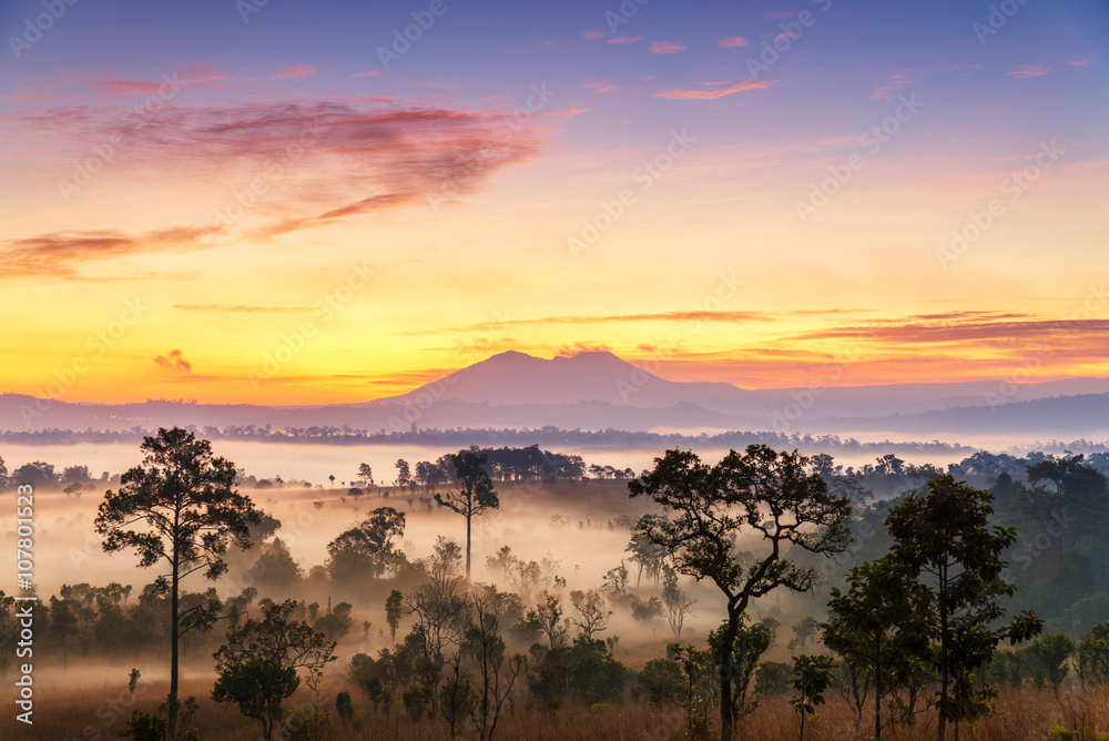 Beautiful Sunrise Landscape of forest , pine tree  , mountain in