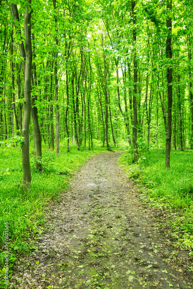 Obraz premium green forest