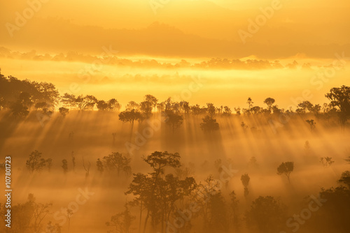 Beautiful sunrise scene with misty in morning in forest valley i