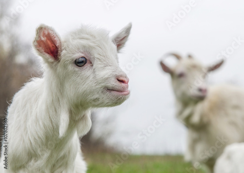 Young goat looking with interest