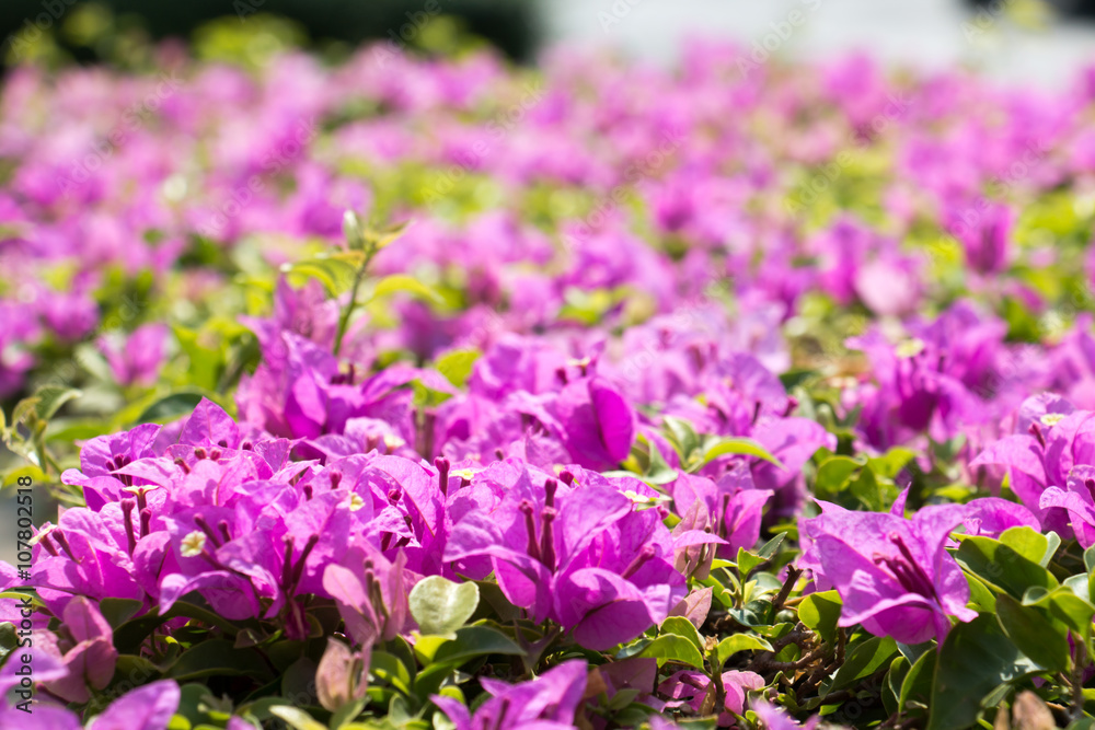 Naklejka premium pink flower pattern 3460